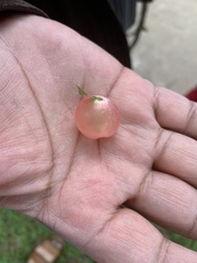 Amphibolips quercusracemaria