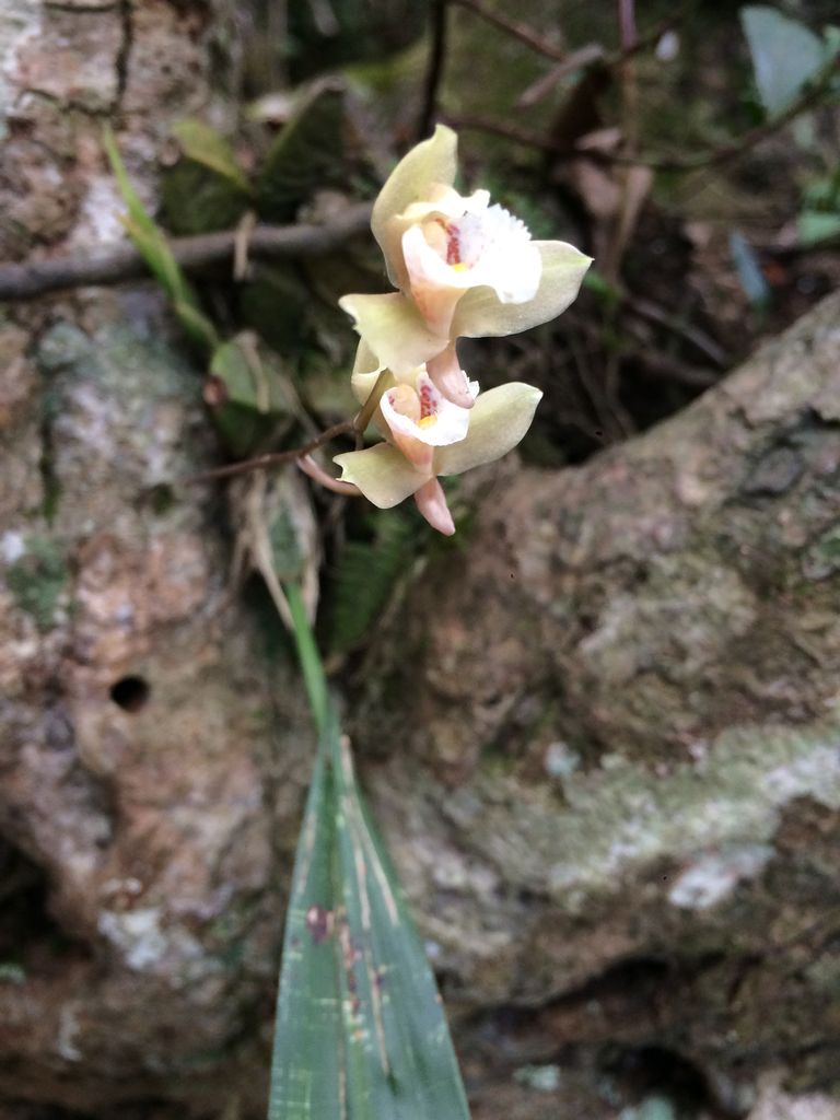 Bifrenaria racemosa