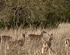 Odocoileus virginianus