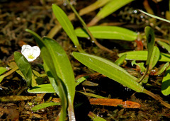 Sagittaria filiformis