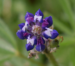 Lupinus bicolor microphyllus