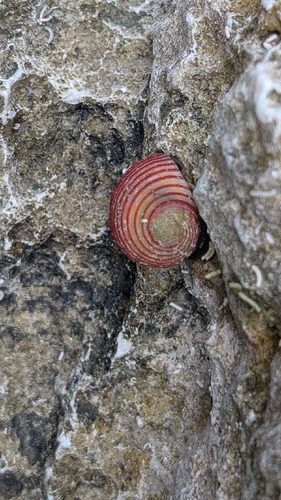 Nerita guamensis