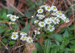 Erigeron vernus