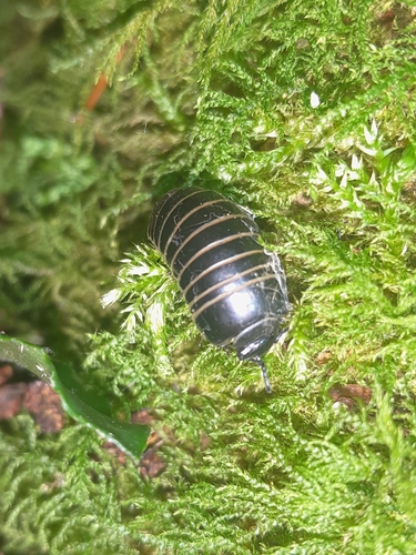 Common Pill Millipede