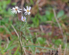 Symphyotrichum simmondsii