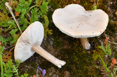 Melanoleuca longisterigma