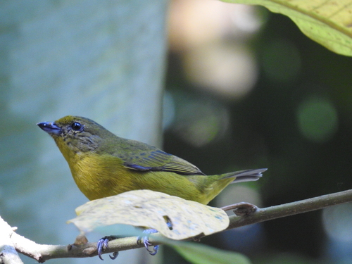 Violaceous Euphonia