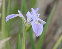 Iris savannarum