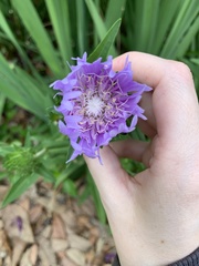Stokesia laevis