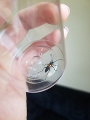 Typocerus lunulatus