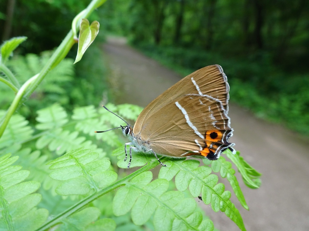 Neozephyrus japonicus