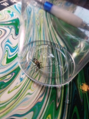Typocerus lunulatus