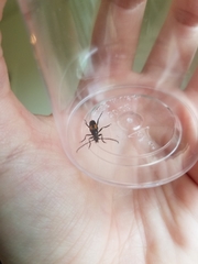 Typocerus lunulatus