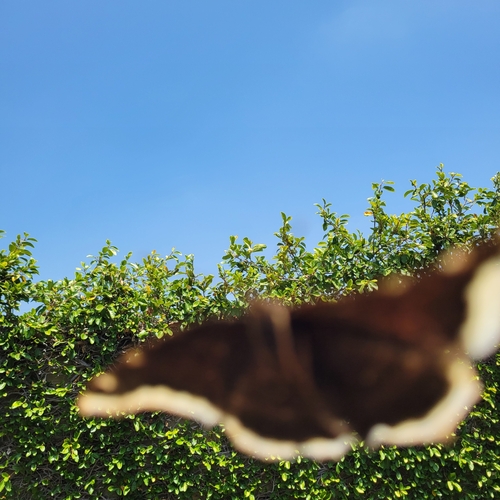 Mourning Cloak