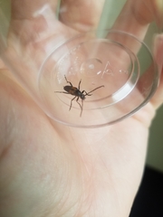Typocerus lunulatus