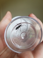 Typocerus lunulatus