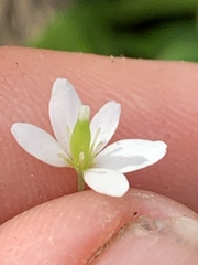 Meconella denticulata