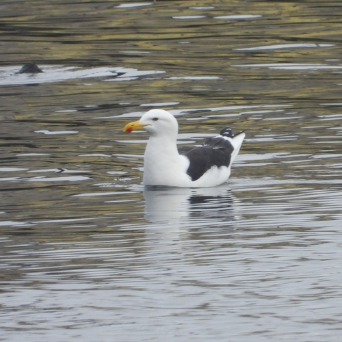 iNaturalist image
