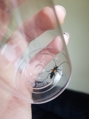 Typocerus lunulatus