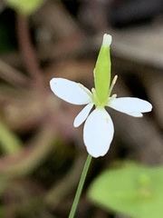 Meconella denticulata