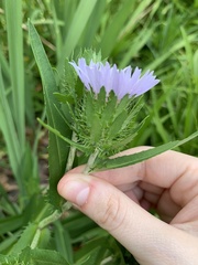 Stokesia laevis