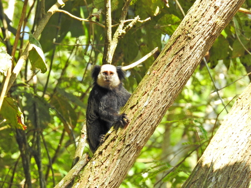 Geoffroy’s Tufted-ear Marmoset