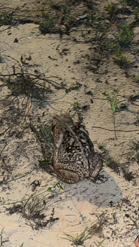 Cururu Toad
