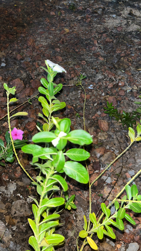 Madagascar Periwinkle