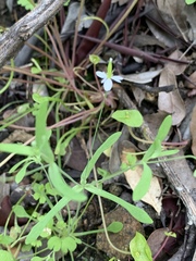 Meconella denticulata