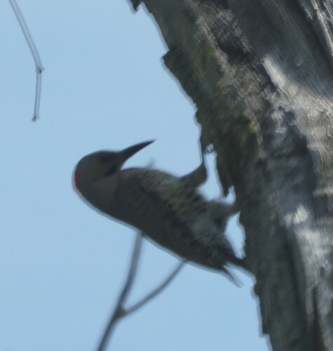 Northern Flicker