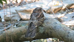 Sulawesi Nightjar photo 2