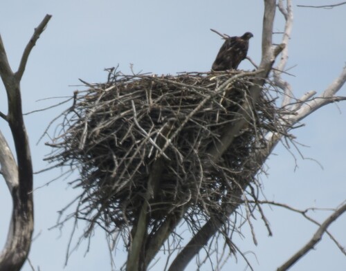 Bald Eagle