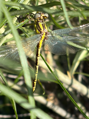 Sulphur-tipped Clubtail photo 6