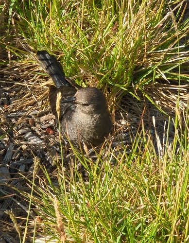 Brewer's Blackbird