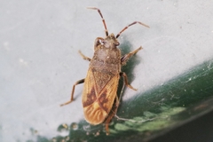 Megalonotus sabulicola