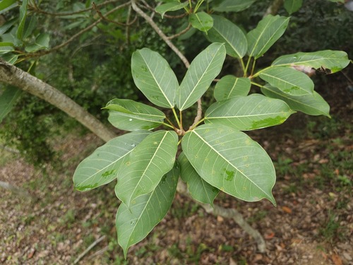 Ficus caulocarpa observed 2026-06-01