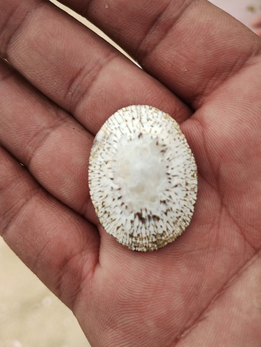Lottia fascicularis observed 2026-06-05