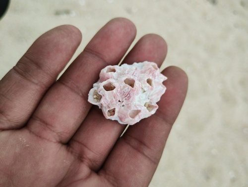 Triangle Barnacle