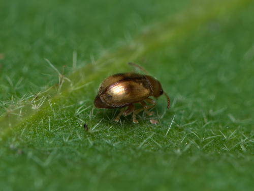 Tobacco Flea Beetle