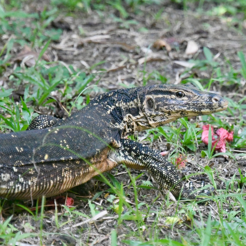 Common Water Monitor