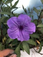 Ruellia simplex