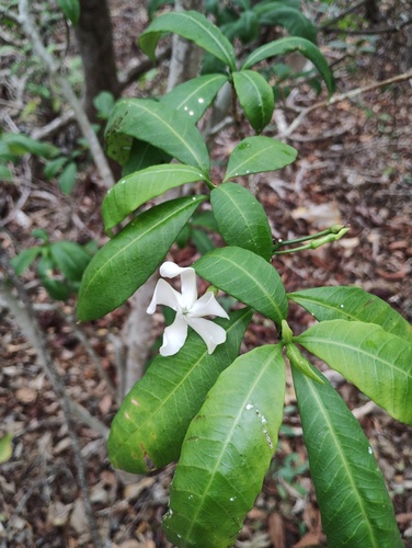 Tabernaemontana amygdalifolia, 2026-06-05