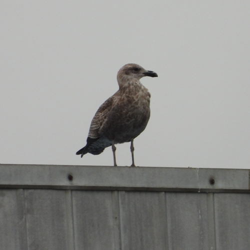 iNaturalist image