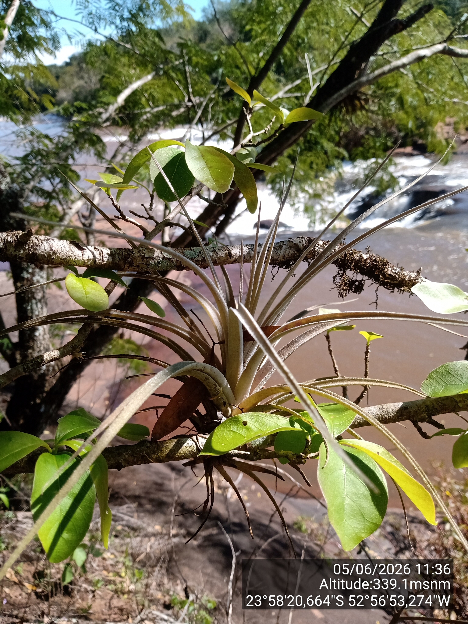 Tillandsia pohliana