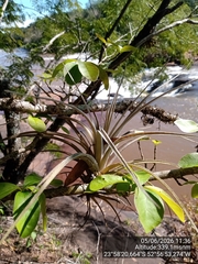 Tillandsia pohliana, photograph (c) Paulo C. O. Cunha, some rights reserved (CC BY)