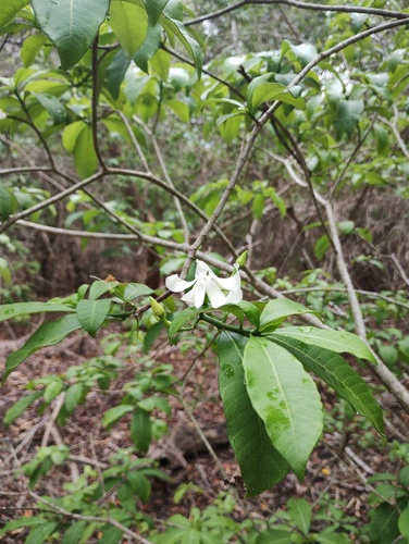 Tabernaemontana amygdalifolia