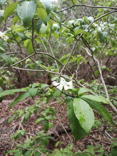 Tabernaemontana amygdalifolia, photograph 2