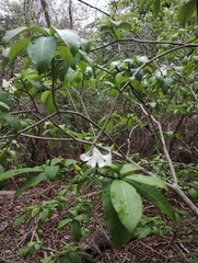 Tabernaemontana amygdalifolia, photograph (c) Carlos Domínguez-Rodríguez, some rights reserved (CC BY)