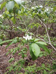 Tabernaemontana amygdalifolia, photograph (c) Carlos Domínguez-Rodríguez, some rights reserved (CC BY)