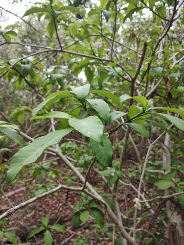 Tabernaemontana amygdalifolia, photograph 6